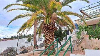palmera-1